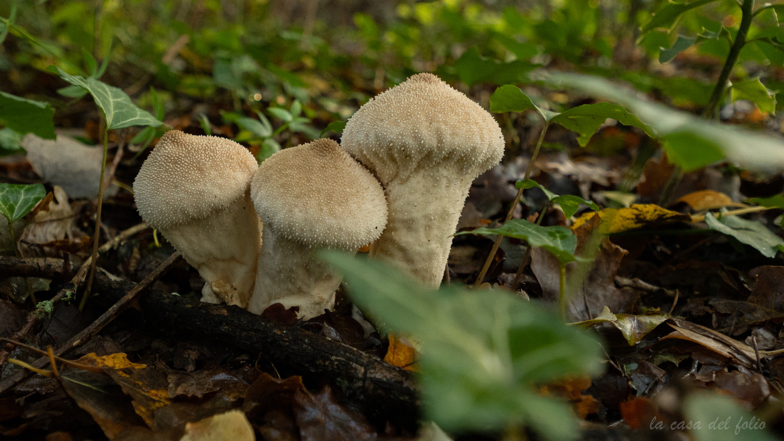 Champignon; Mushroom