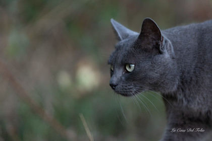 Les Chats