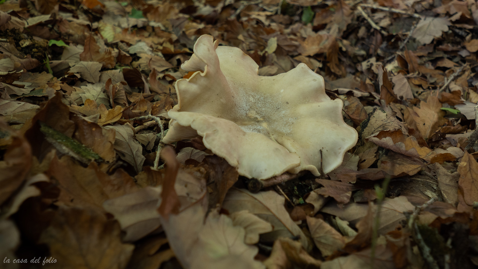 Champignon; Mushroom