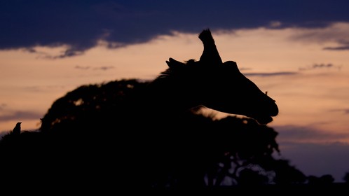 Sunset Tanzanie