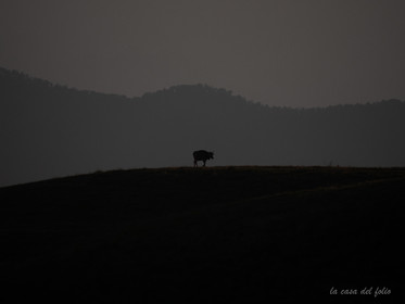 p1481968-2.jpg