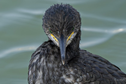 Ptit Cormoran