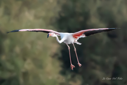 Flament rose , Parc naturel des Aiguamolls, Espagne