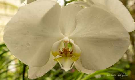 Orchidée