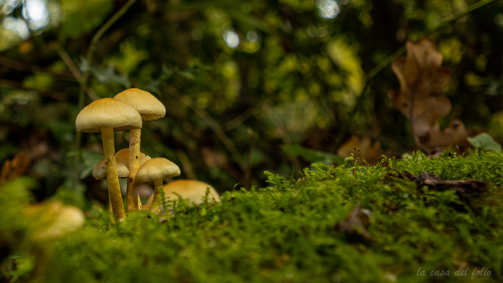 Champignon; Mushroom
