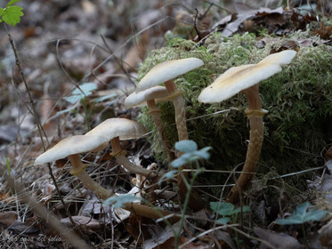 Champignon; Mushroom