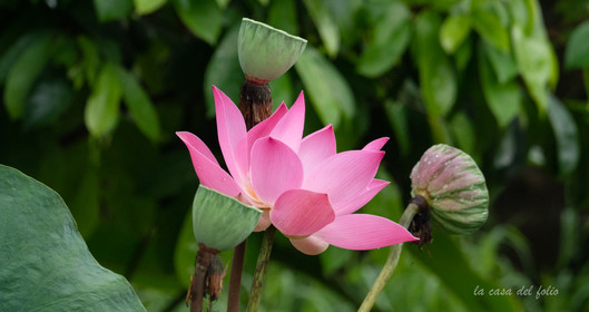 Orchidée