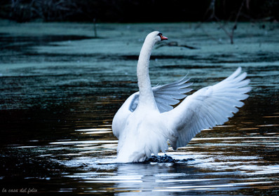 Cygne sauvage