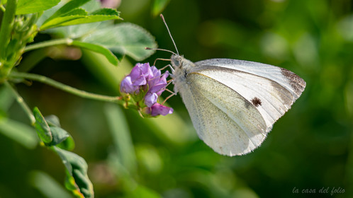 Papillon