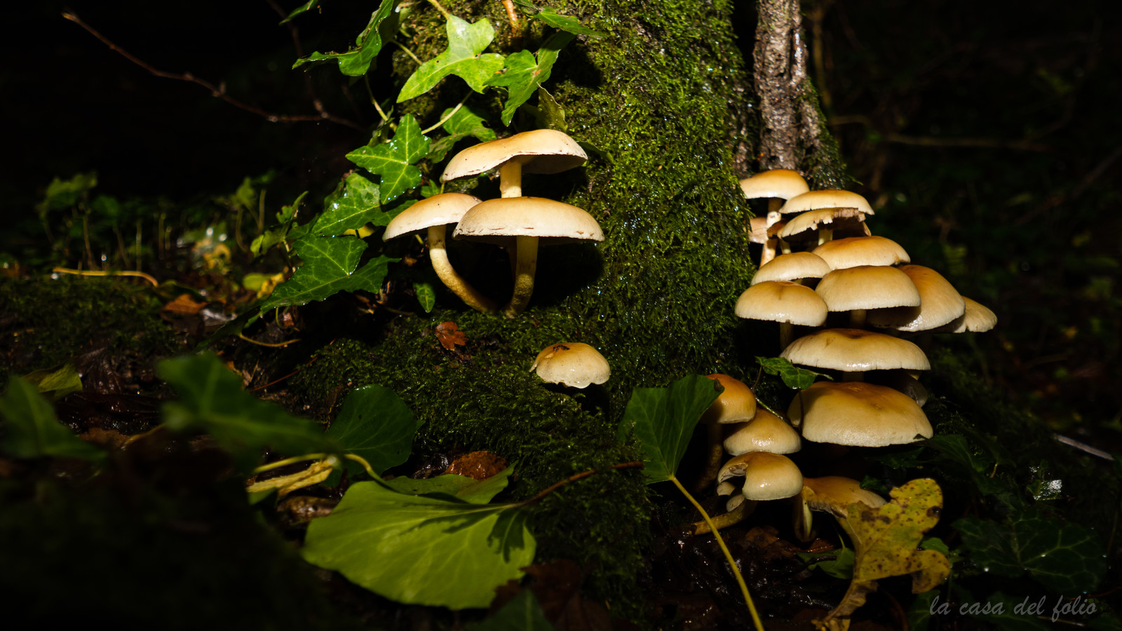 Hypholoma fasciculare