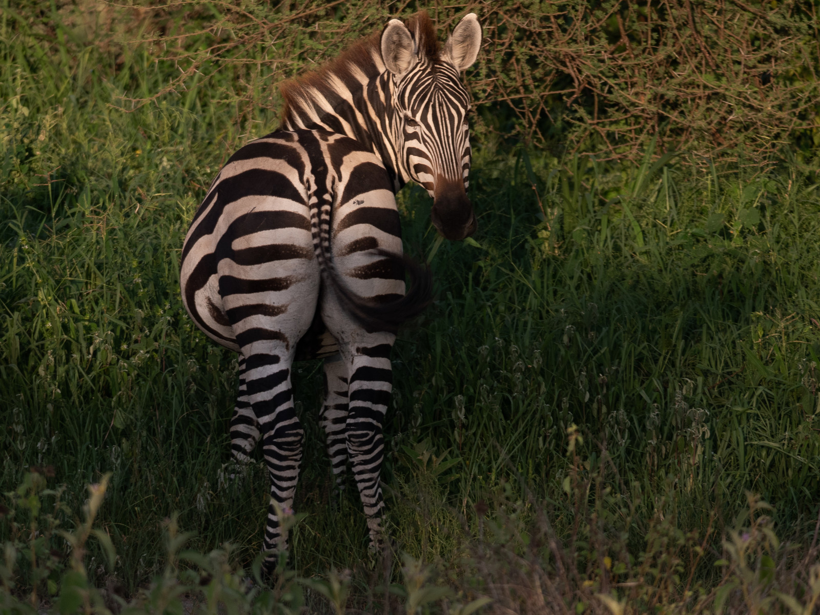 Zèbre de Tanzanie