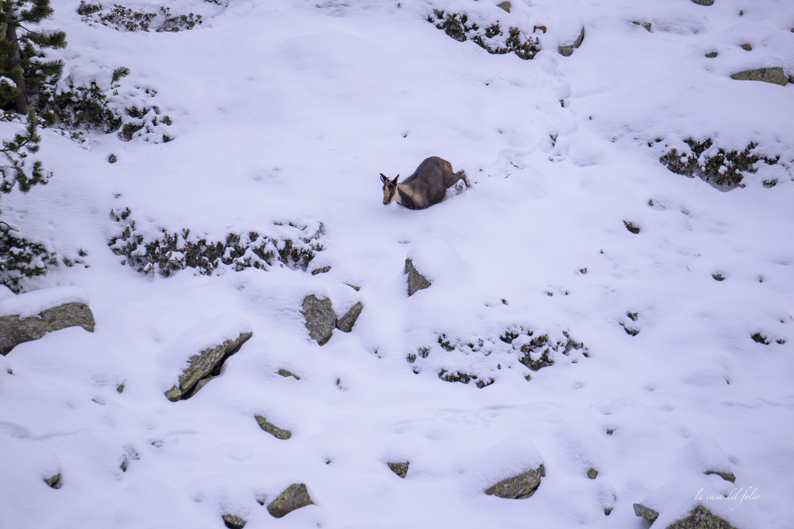 Isard des Pyrénées