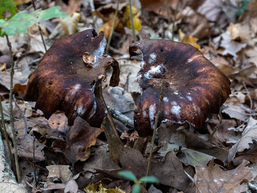Champignon; Mushroom