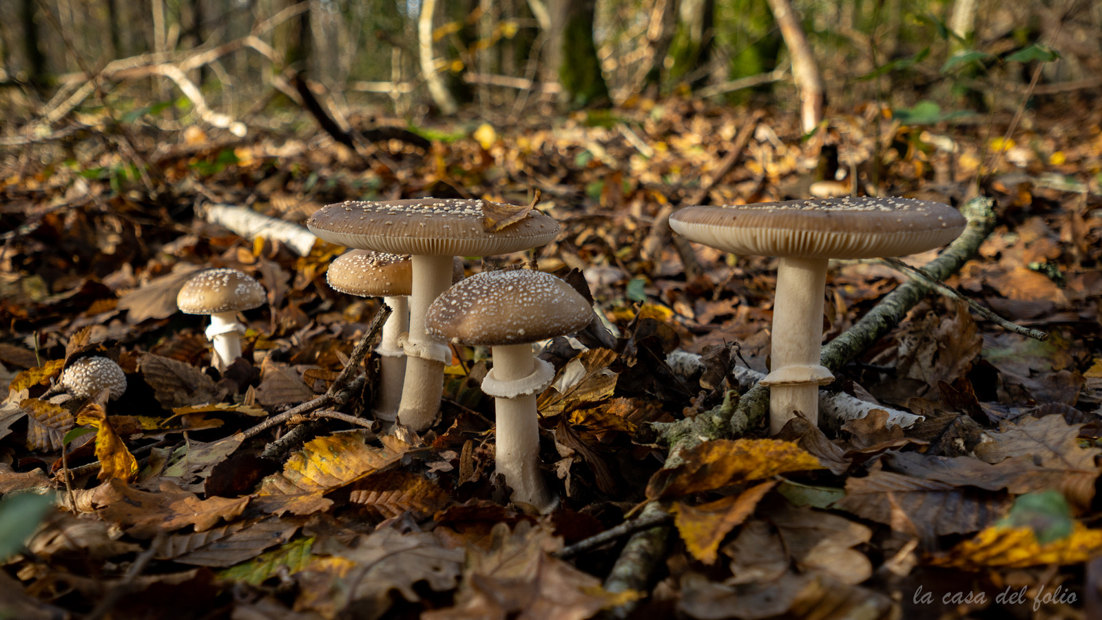 Champignon; Mushroom