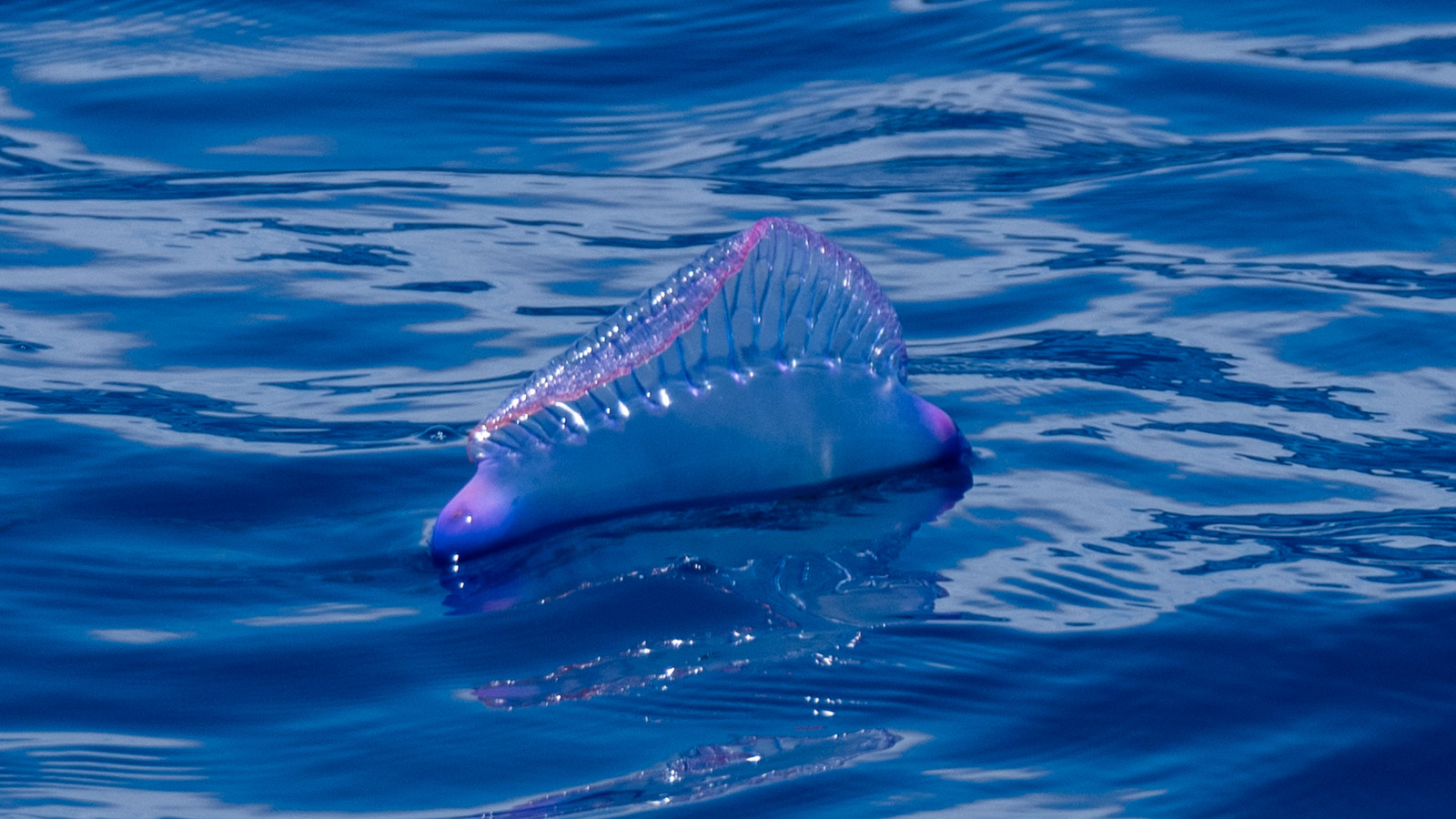 La Galère portugaise, Physalie ou Vessie de mer