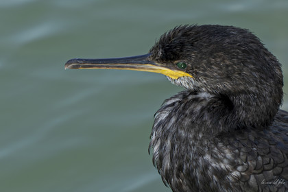 Ptit Cormoran