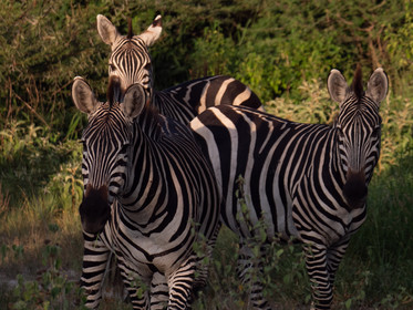 Zèbre de Tanzanie