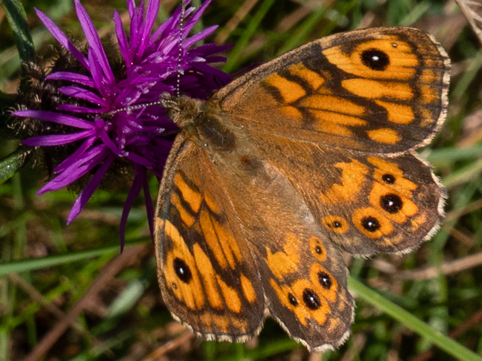 Centaurée scabieuse