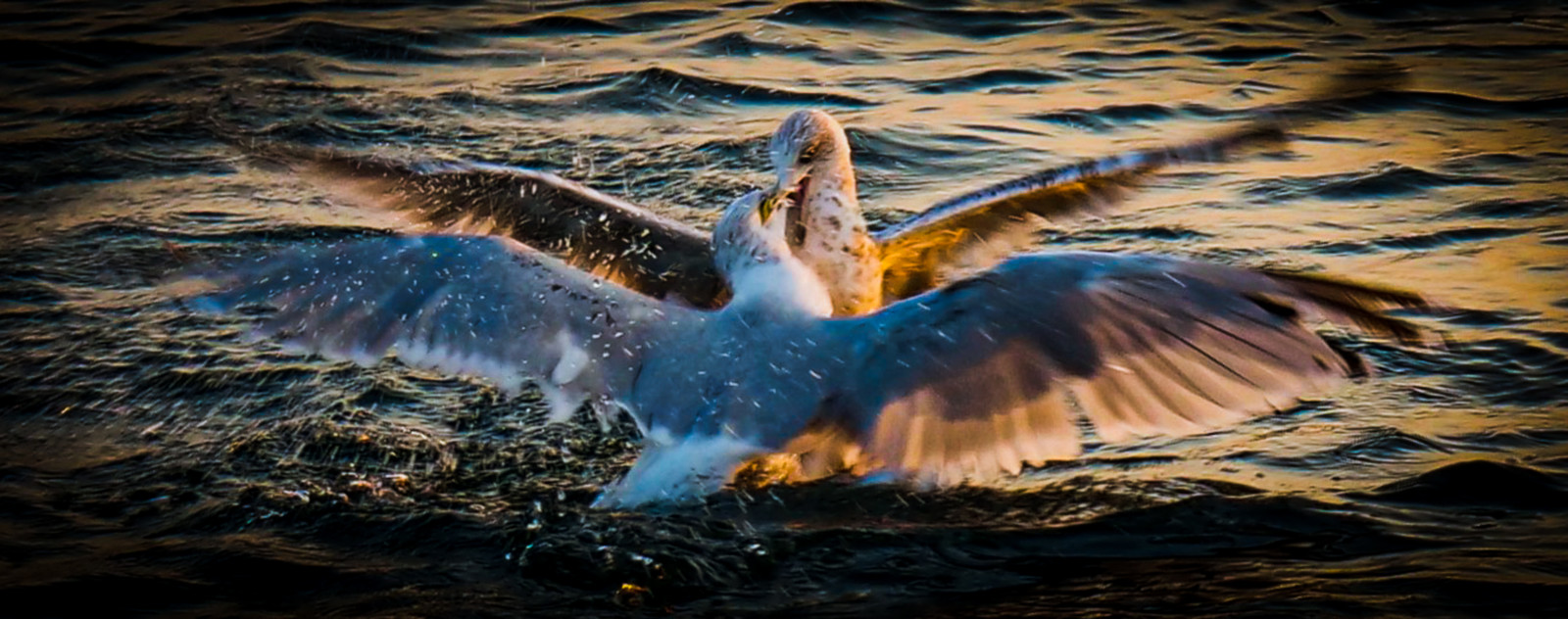 Mouettes , prise de bec