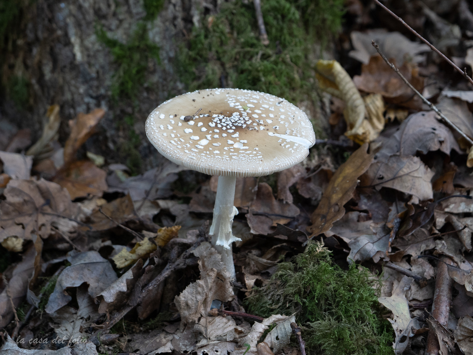 Champignon; Mushroom