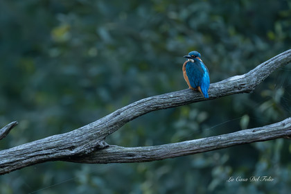 Kingfisher- Le Gesvres