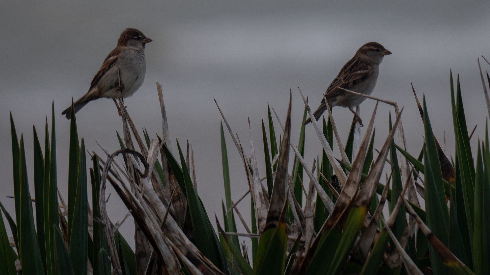 Couple de moineau, en Gironde