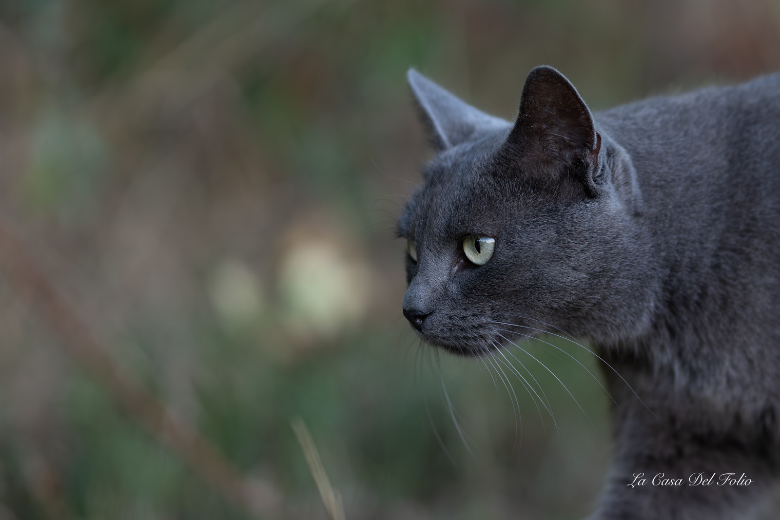 Les Chats
