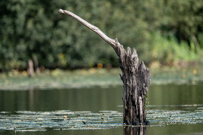 Le Gesvres, La Chapelle-sur-Erdre