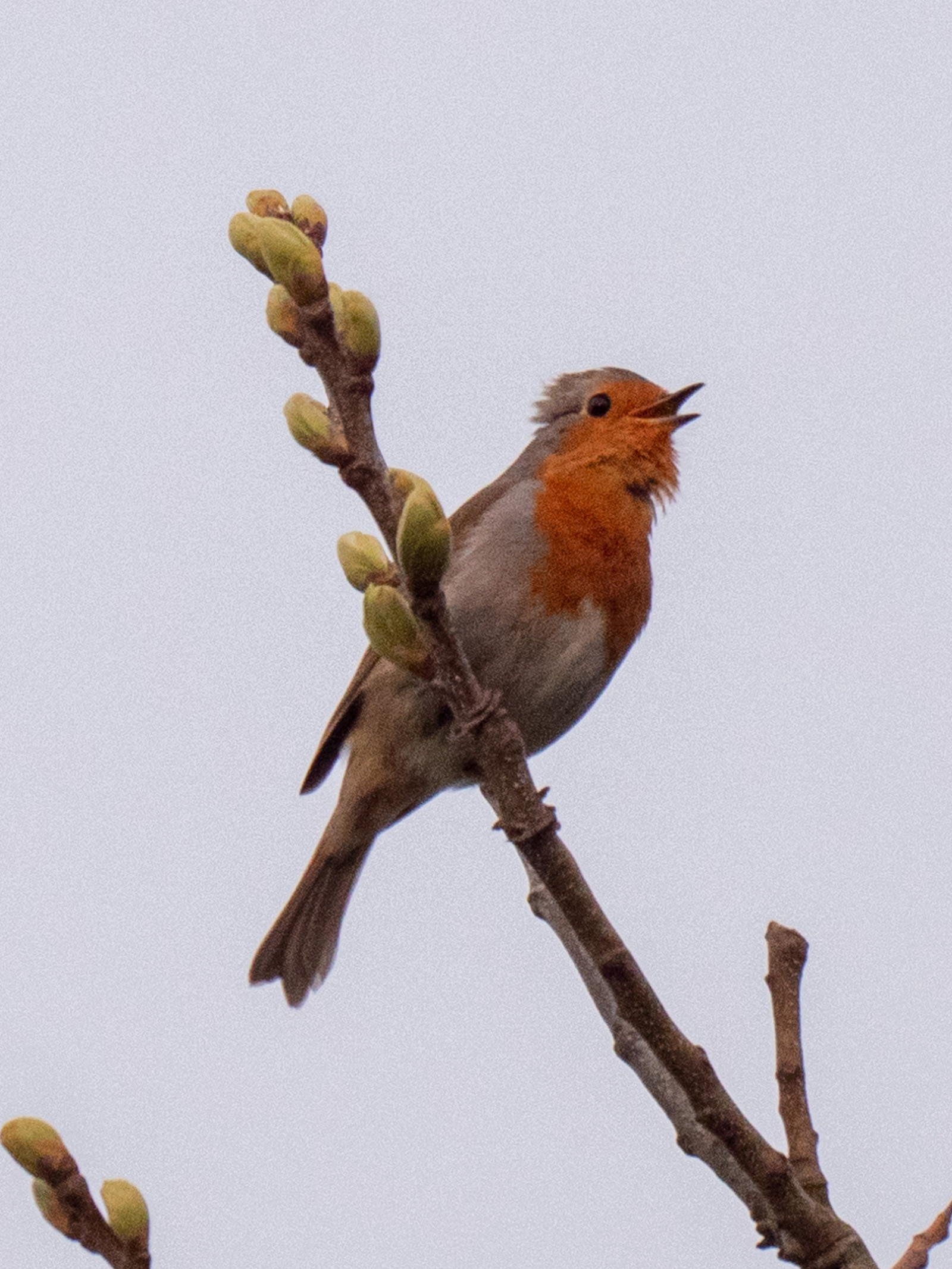 Rouge Gorge
