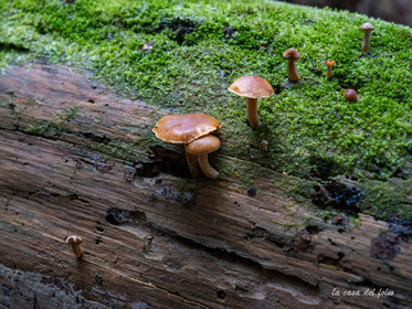 Gymnopilus sapineus