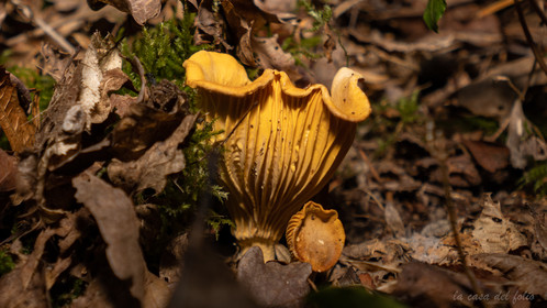 Cantharellus cibarius - girolle