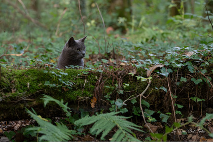 chat en balade