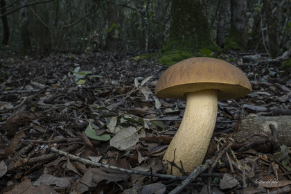 mushroom