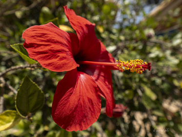 Fleur Maroc
