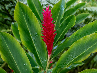 Gingembre Rouge   Alpinia purpurata