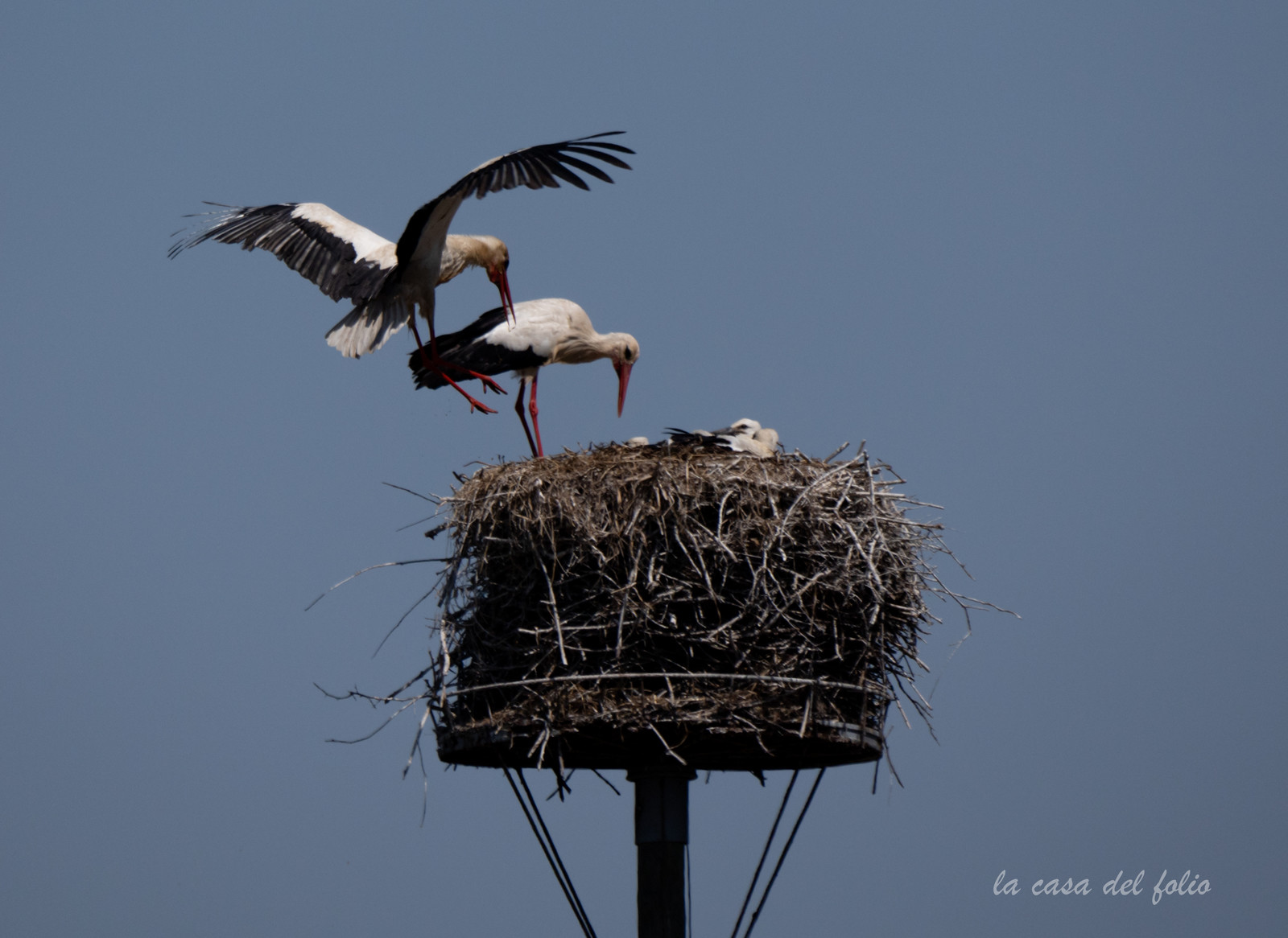 Cigogne