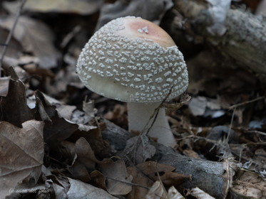 Champignon; Mushroom