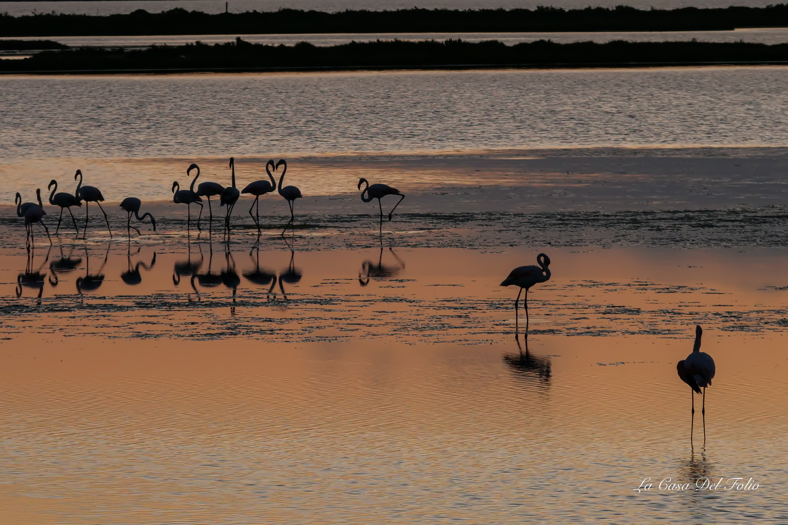 Les flamants roses