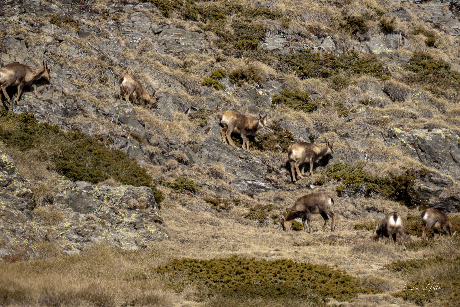Isard des Pyrénées