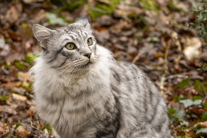Chat en forêt