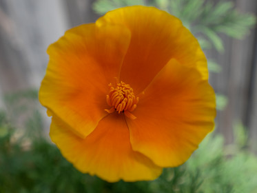 Pavot de Californie