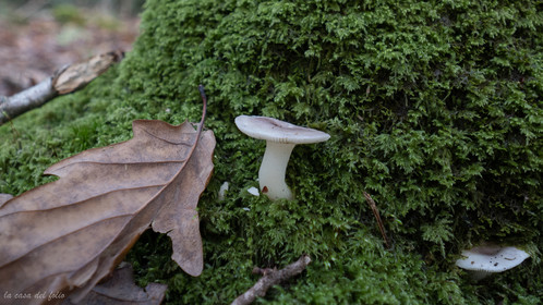 Champignon; Mushroom