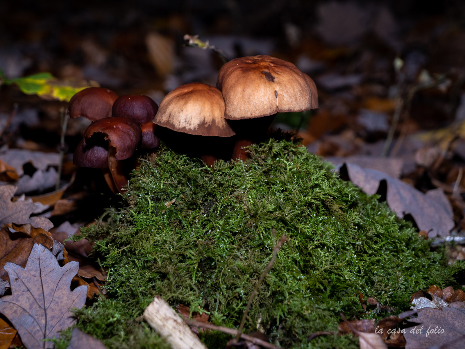 Champignon; Mushroom