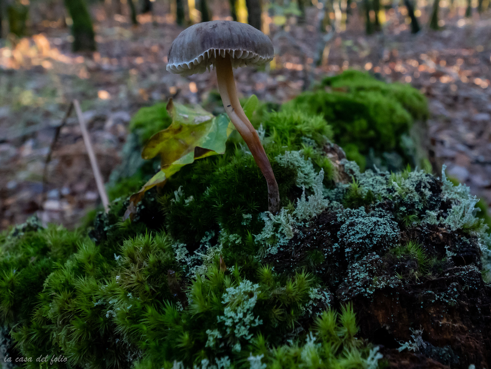 Champignon; Mushroom