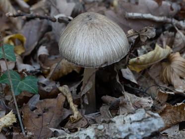 Champignon; Mushroom