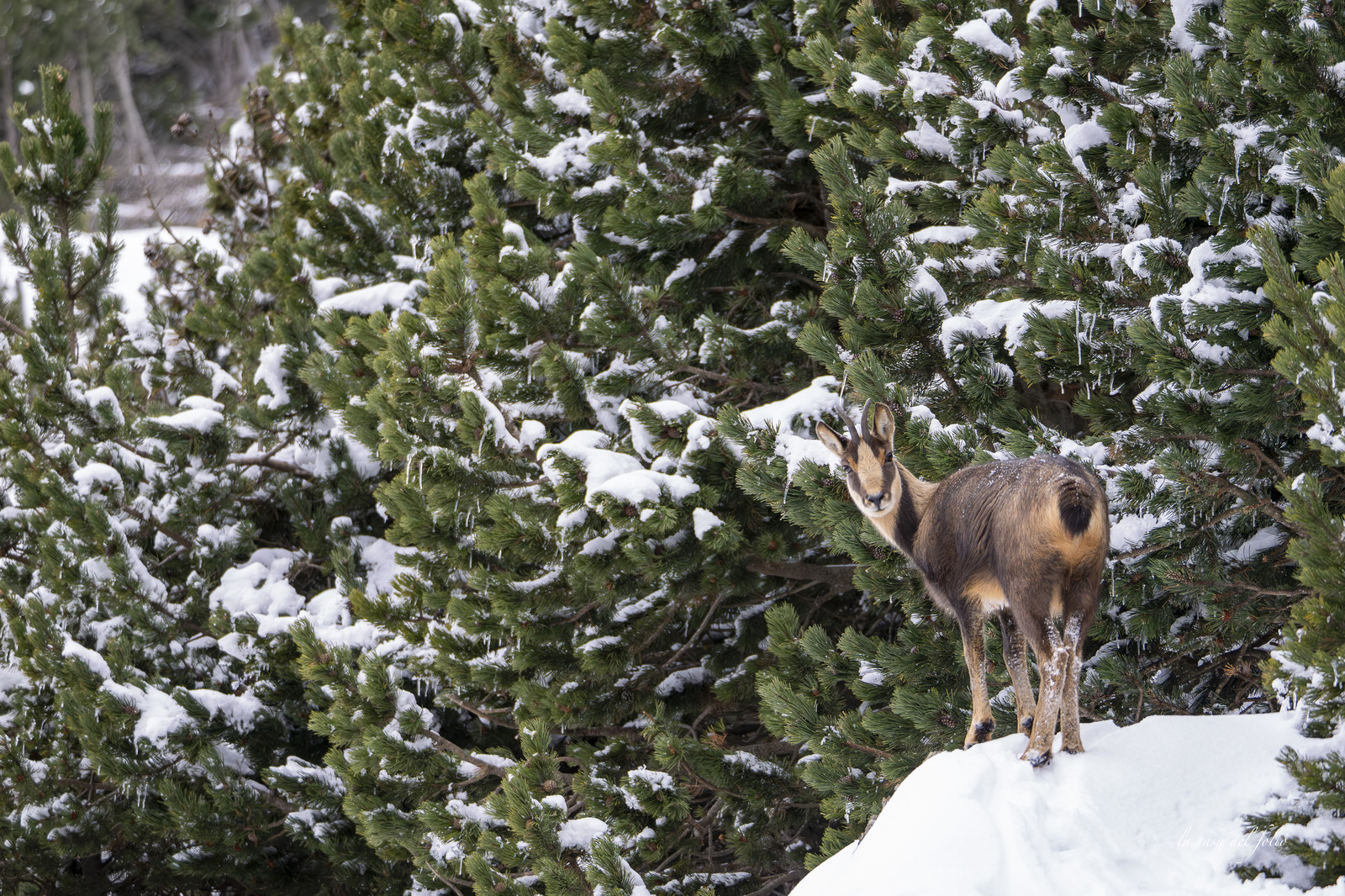 Isard des Pyrénées