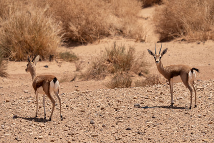 Maroc