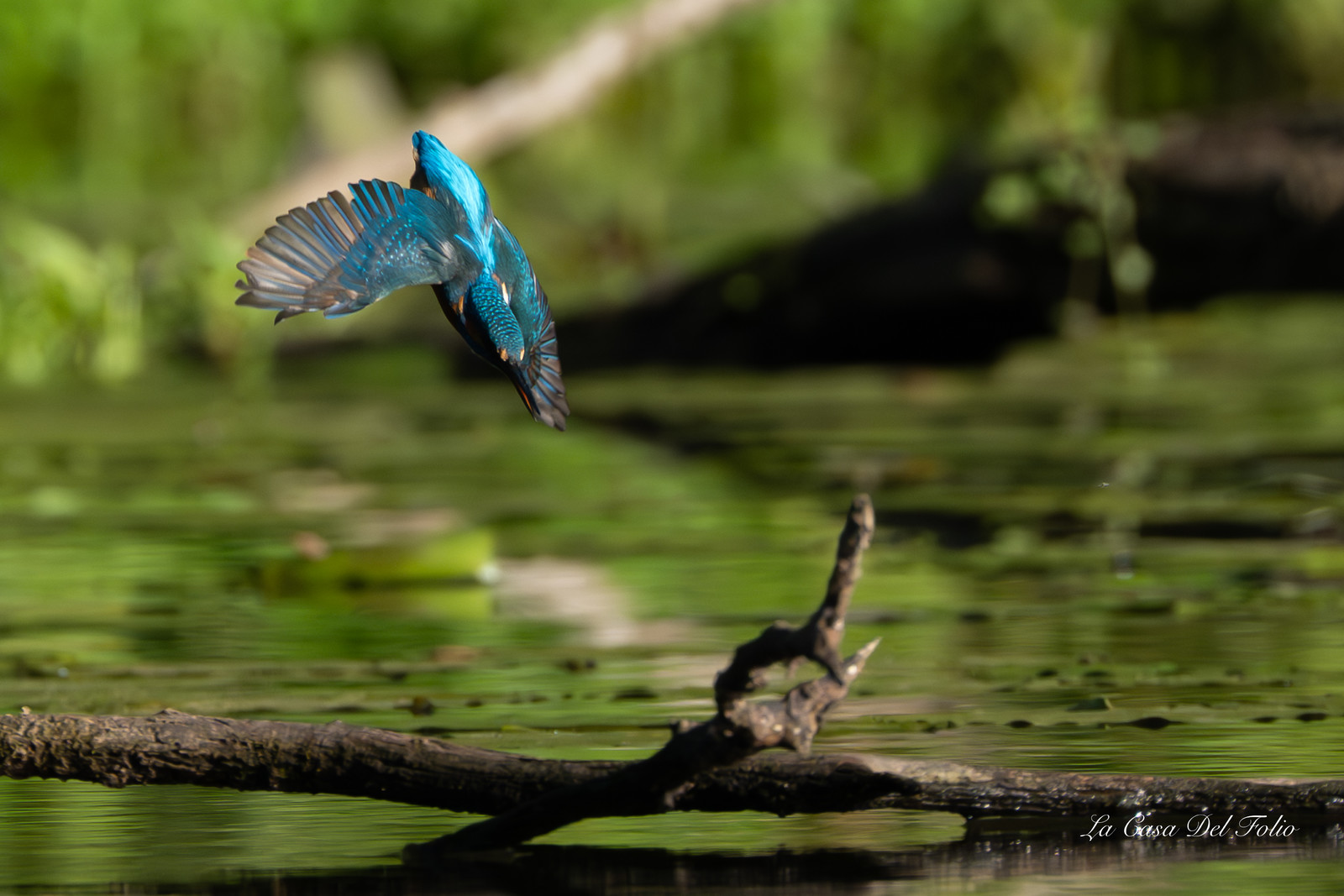 Kingfisher- Le Gesvres