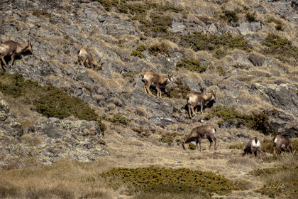 Isard des Pyrénées