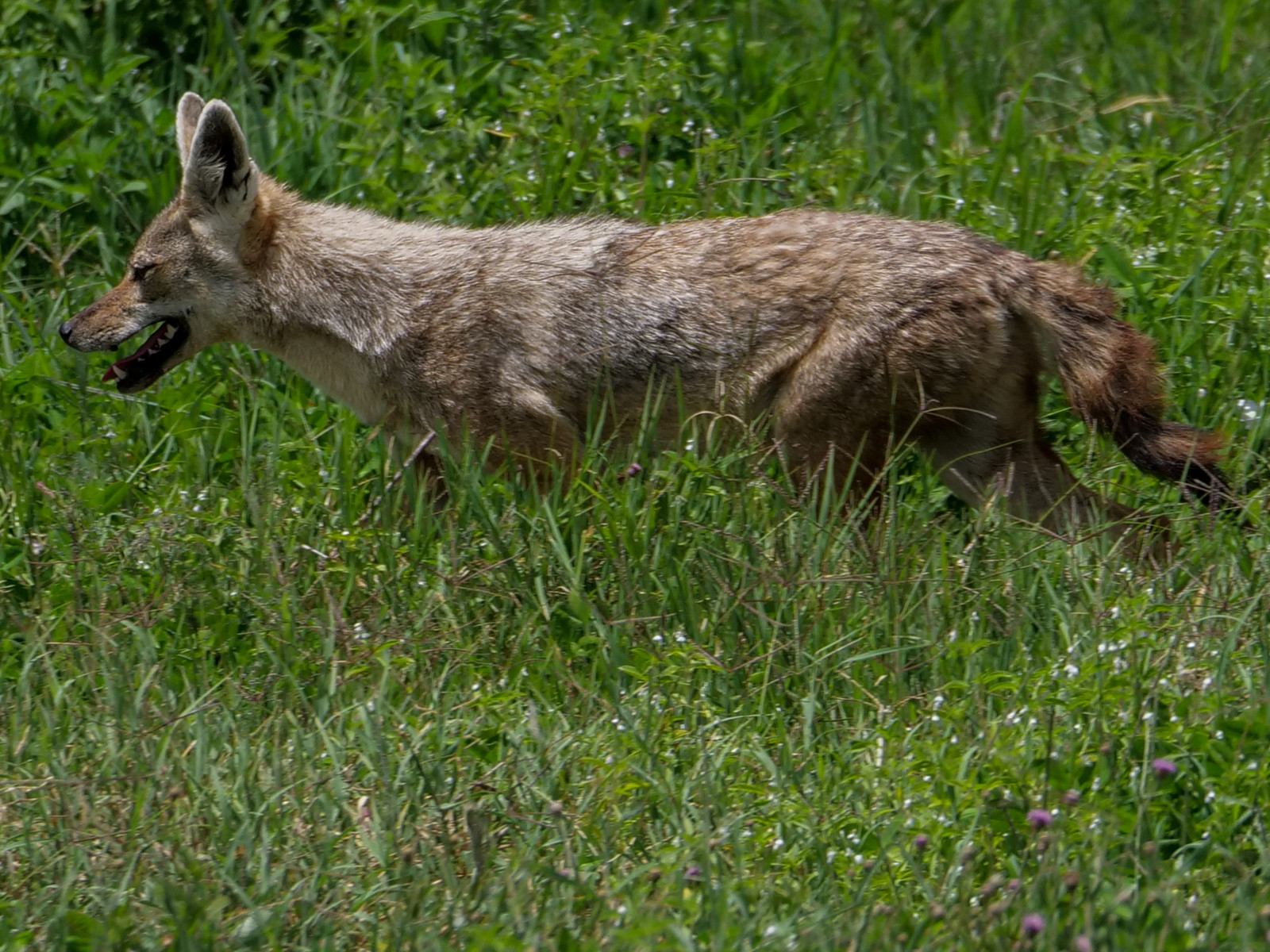 p1241391-2.jpg